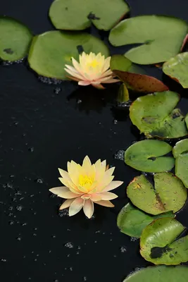 Water Lily: A Stunning Addition to Any Garden