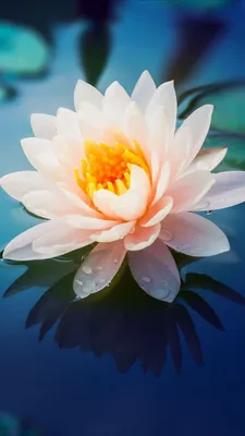 A Magnificent View of a Water Lily