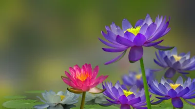 The Graceful and Elegant Water Lily
