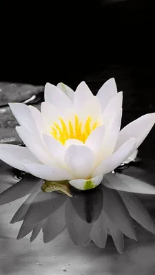 Water Lily: A Flower that Captivates the Senses