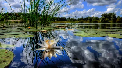 Picture of a Water Lily in a Serene Setting