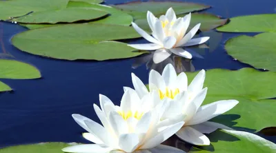 Water Lily: A Flower that Symbolizes Peace