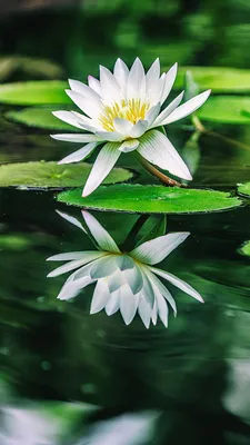 A Serene Picture of a Water Lily in a Pond