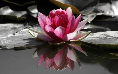 An Image of a Vibrant Water Lily