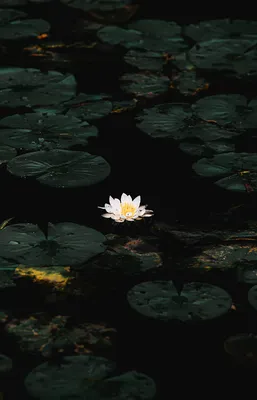 A Stunning Water Lily in a Tranquil Pond