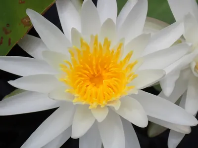 A Captivating Photo of a Water Lily