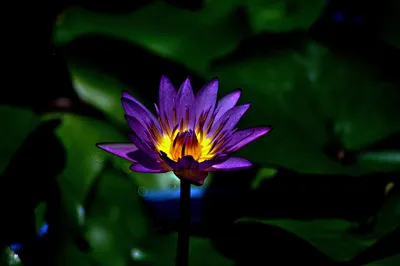 Water Lily: A Flower that Represents Beauty