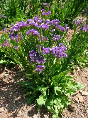 Captivating Wavyleaf Sea Lavender in a Flower Picture