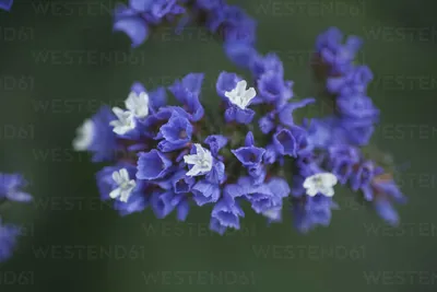 Witness the Elegance of Wavyleaf Sea Lavender in this Flower Image