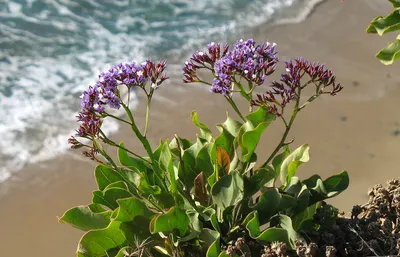 Take a Closer Look at Wavyleaf Sea Lavender in this Flower Photo