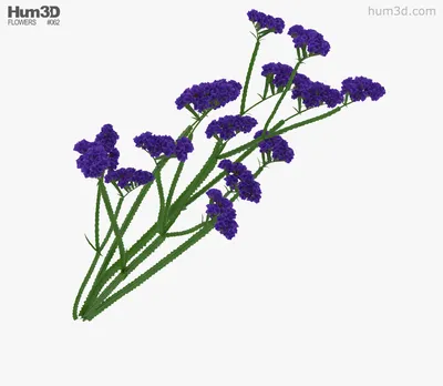 Explore the Wonders of Wavyleaf Sea Lavender in this Flower Picture