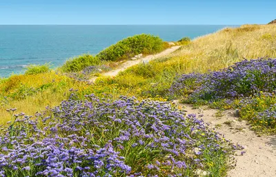 Admire the Splendor of Wavyleaf Sea Lavender in this Flower Picture