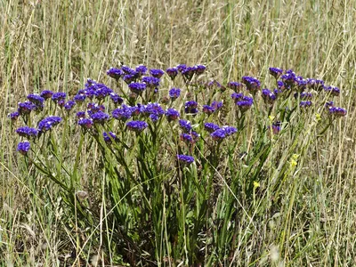 Wavyleaf Sea Lavender – A Delicate Flower in this Photo