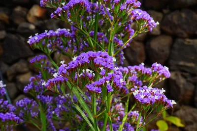 Witness the Majesty of Wavyleaf Sea Lavender in this Flower Picture