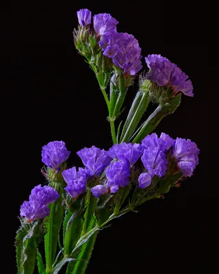 Discover the Beauty of Wavyleaf Sea Lavender in this Flower Picture