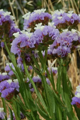 Picture of Wavyleaf Sea Lavender – A Symbol of Tranquility