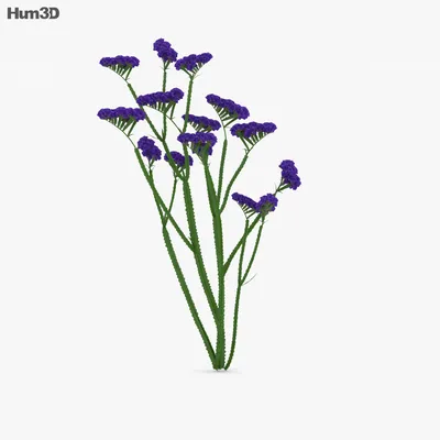 Experience the Magic of Wavyleaf Sea Lavender in this Flower Image