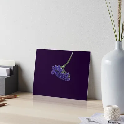 Experience the Charm of Wavyleaf Sea Lavender in this Flower Image