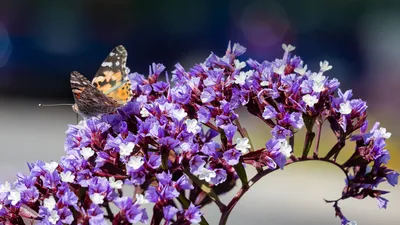 Witness the Brilliance of Wavyleaf Sea Lavender in this Flower Picture