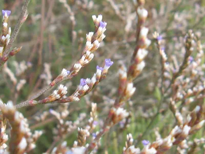 Enthralling Image of Wavyleaf Sea Lavender in its Natural Beauty