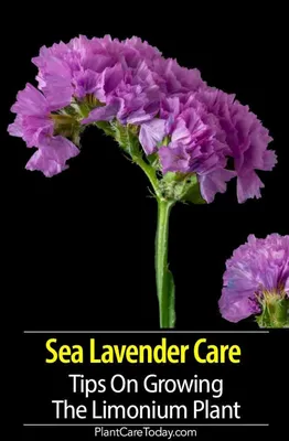 Experience the Magic of Wavyleaf Sea Lavender