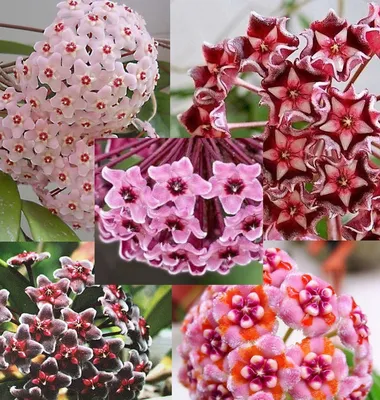 Wax Plant Blossom: A Natural Work of Art
