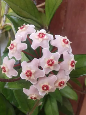 A Close-Up Shot of a Wax Plant's Petals
