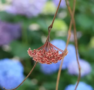Wax Plant: A Stunning Addition to Any Garden
