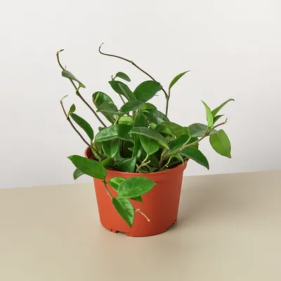 A Picture of a Wax Plant's Unique Flower