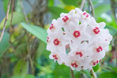 Wax Plant Flower: A True Wonder of Nature