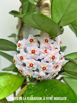 A Photo of a Wax Plant in Full Bloom