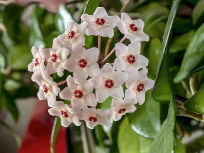 Wax Plant Flower: A Gorgeous Sight to Behold