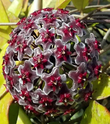 A Close-Up Image of a Wax Plant's Blooming Flower