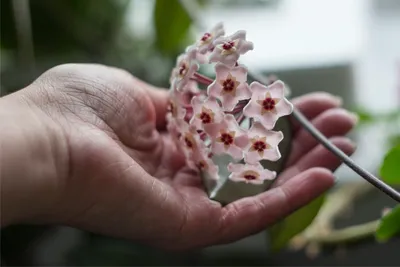 A Perfect Picture of Wax Plant Flowers
