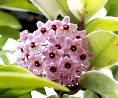 Wax Plant Flowers: A Delicate Beauty
