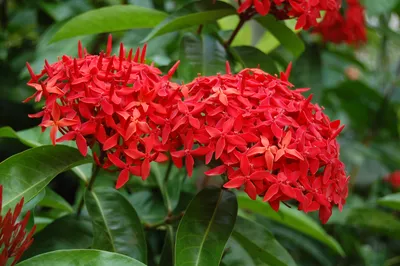 Captivating West Indian Jasmine in Full Bloom