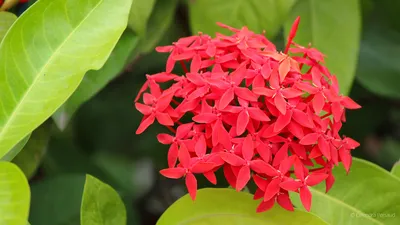 West Indian Jasmine: A Flower Fit for Royalty