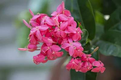 West Indian Jasmine: A Symbol of Elegance and Beauty