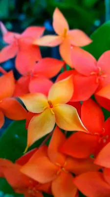 West Indian Jasmine: A Flower that Radiates Serenity