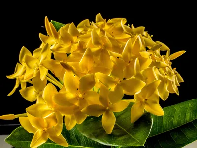 West Indian Jasmine: A Flower that Represents Love and Affection