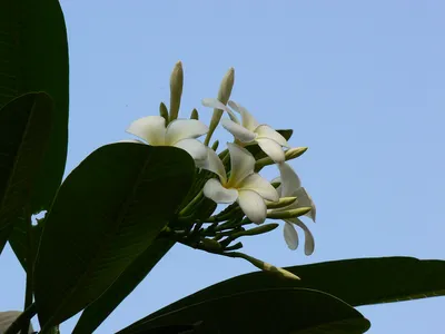 A Stunning Image of West Indian Jasmine in Full Bloom