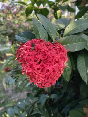 West Indian Jasmine: A Flower that Transcends Time
