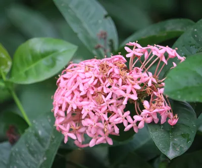 West Indian Jasmine: A Flower that Captures the Heart
