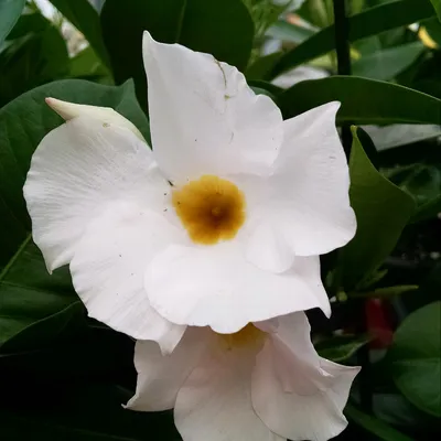 A Stunning Image of a White Dipladenia in a Garden