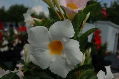 Photo of a White Dipladenia in a Hanging Basket