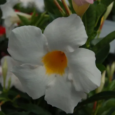 White Dipladenia Flower in a Pot - A Captivating Image
