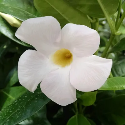 Stunning White Dipladenia Flower in Full Bloom