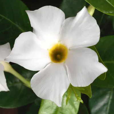 A Captivating Picture of a White Dipladenia in a Hanging Planter