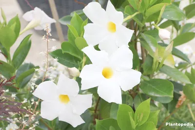Photo of a White Dipladenia with a Clustering of Blooms