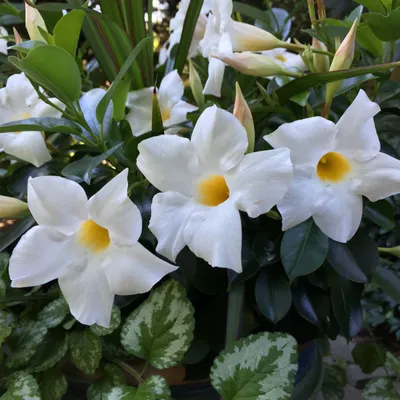 Gorgeous White Dipladenia Blossom Captured in a Picture